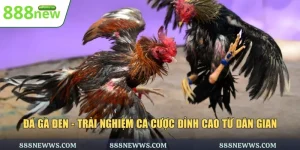 Đá gà đen