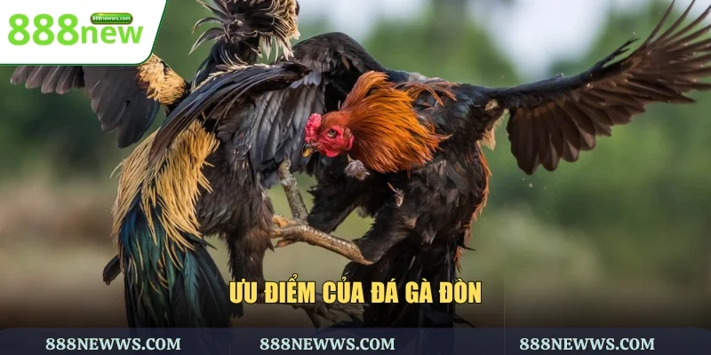 Ưu điểm của đá gà đòn